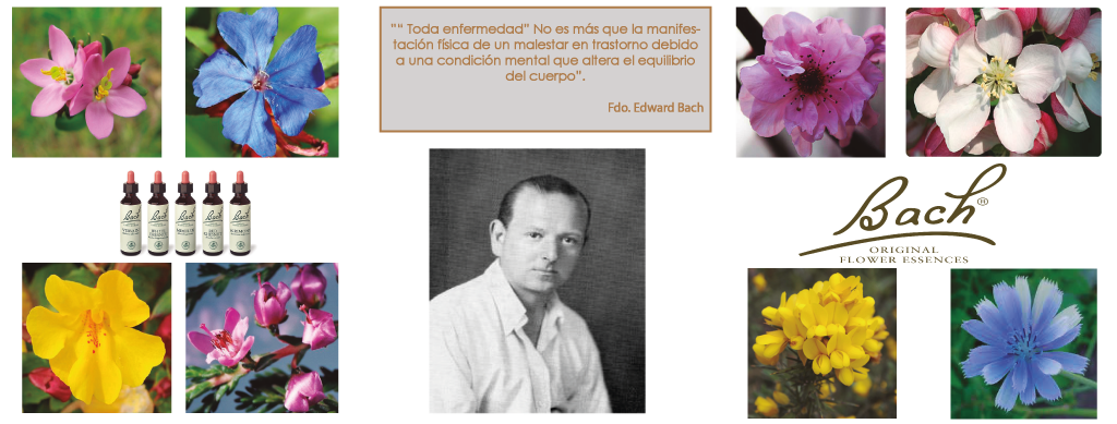 IMAGEN--(FOTO-PARA-APARTADO-WEB-FLORES-DE-BACH-ACT.-2017)