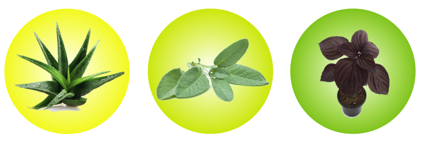 plantas-medicinales-imagen-2